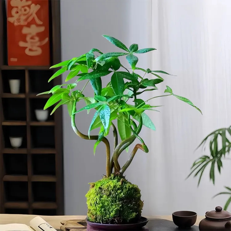 奇趣发财树苔藓球盆栽室内桌面绿植客厅茶桌办公室桌面四季常青