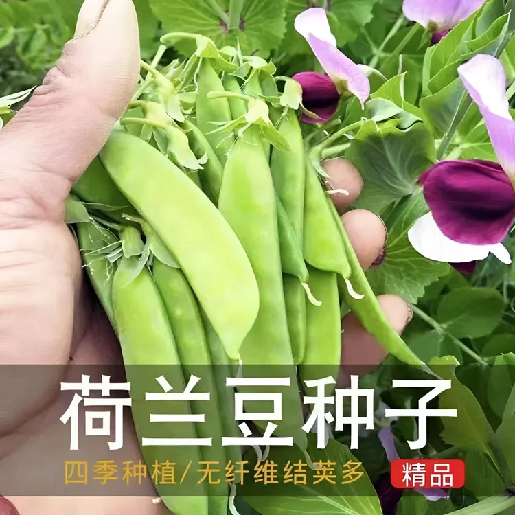 【荷兰豆种子】大荚菜豌豆四季播种高产耐寒秋冬农家蔬菜种子