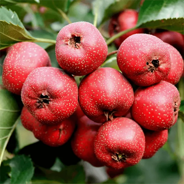 山楂树苗大五棱山楂苗甜红子山楂苗南方北方种植盆栽地栽