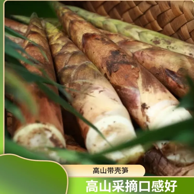 贵州赤水高山野生带壳庆竹笋筒筒笋新鲜时令美味新鲜嫩笋尖