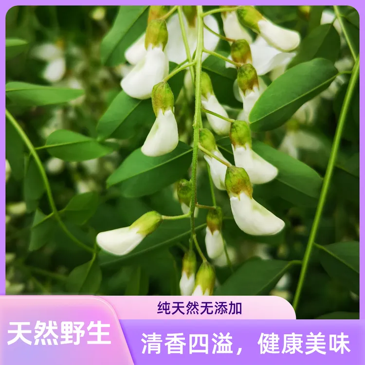 【天然野生】河南新鲜当季槐花野菜纯天然野生洋槐花现采现发