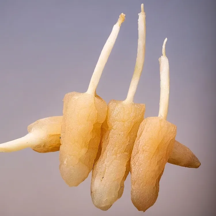 麦冬材 手选大麦冬250g/罐养生