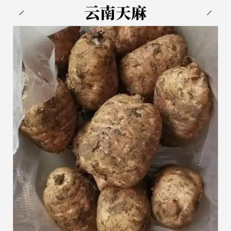 云南昭通天麻小草坝新鲜天麻种植可煲汤云南昭通天麻产地直销