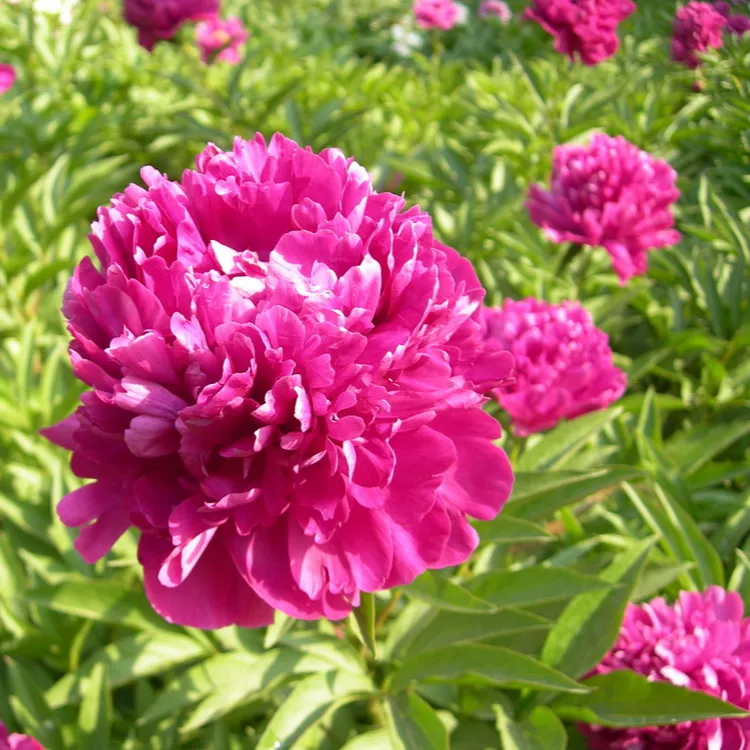 菏泽基地现挖现发  多红色可选 芍药苗 3芽苗 盆栽地载 