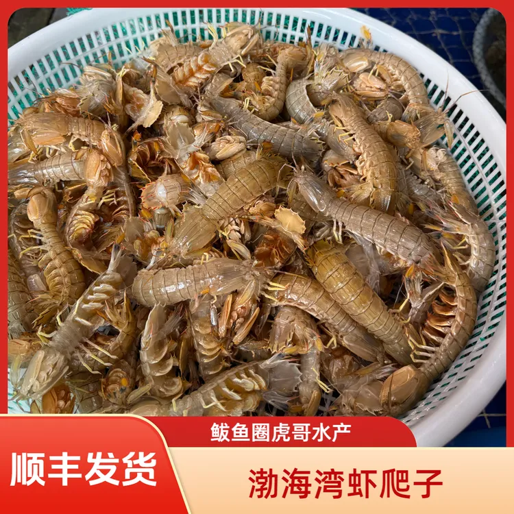 渤海湾本海大虾爬子（每斤15-18个）顺丰包邮