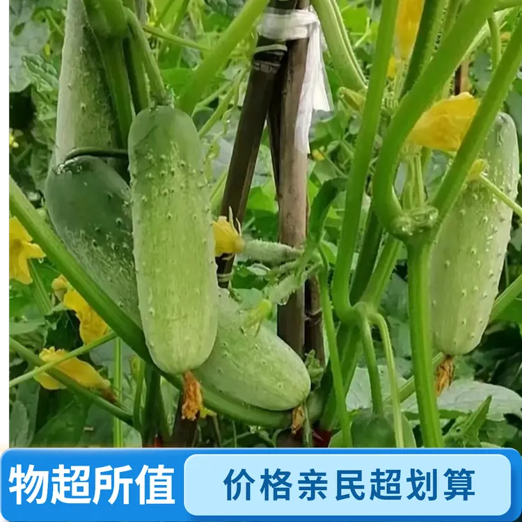 新鲜云南山地黄瓜现摘现发生吃炒菜自种自卖新鲜
