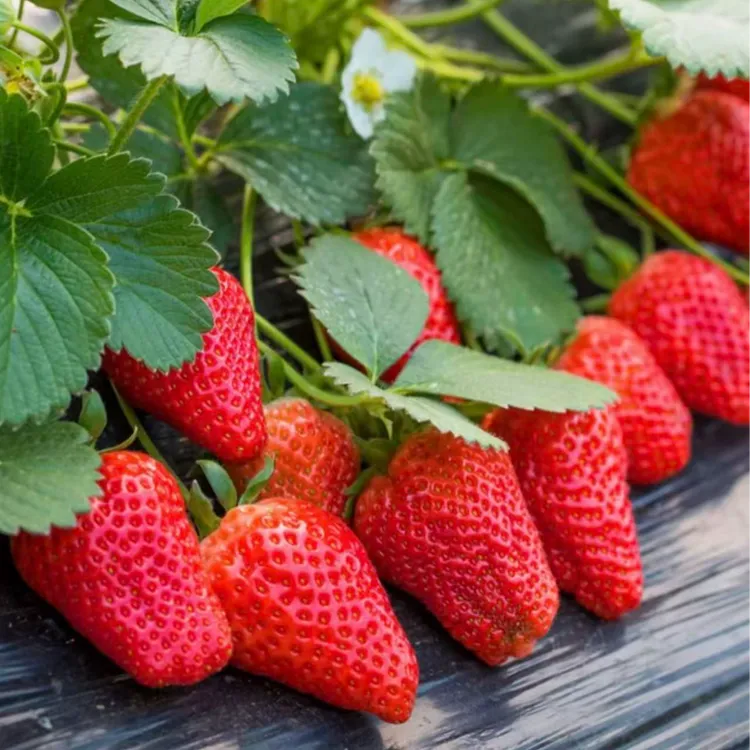 【丹东奶油草莓种子】四季结果好养易活室内外阳台盆栽水果植物
