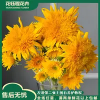  泰迪向日葵   全场任意两单以上包邮