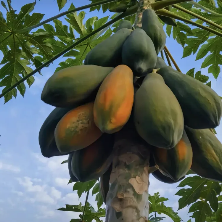 广东柿子红心牛奶木瓜直发超甜应季水果皮薄多汁香甜细腻水果木瓜