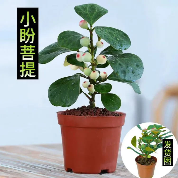小盼菩提盆栽带果室内桌面盆景客厅好养禅意绿植四季带果植物