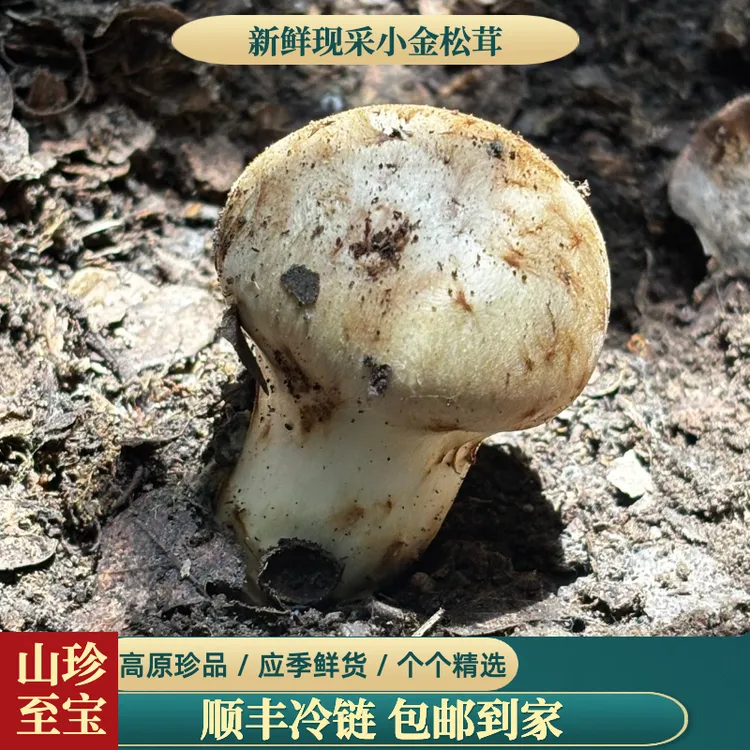 阿坝小金松茸新鲜现采新鲜松茸现发