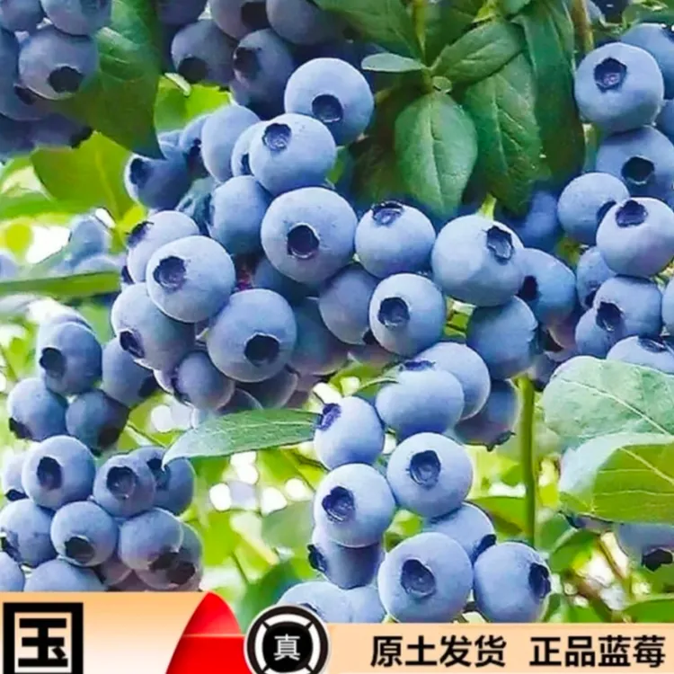 花香蓝莓薄雾蓝莓苗盆栽种植