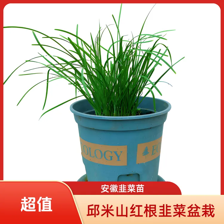安徽蔬菜韭菜红根苗盆栽室内阳台室外庭院可食用植物带盆栽蔬菜苗
