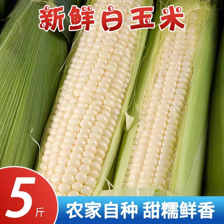 世界硒都湖北恩施高山农家肥种植现采现发甜糯白玉米