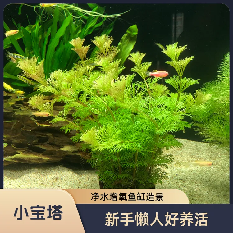 小宝塔坨草新手懒人水草增氧净化水质阴性草鱼缸造景后景草空气缸