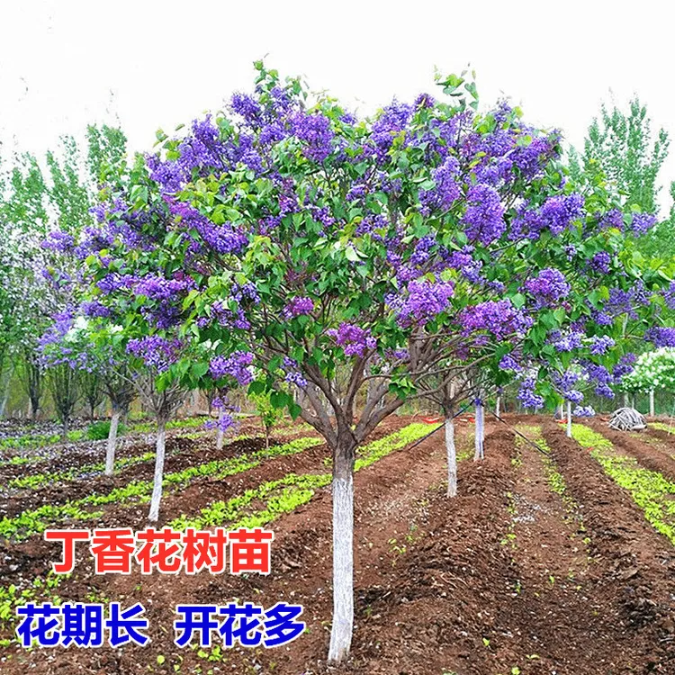 丁香花树苗紫丁香花苗盆栽花卉庭院地栽植物观赏绿化苗木当年开花