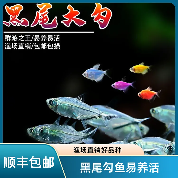 黑尾大勾小型热带观赏鱼活体群游淡水鱼草缸好养耐活鱼观赏鱼