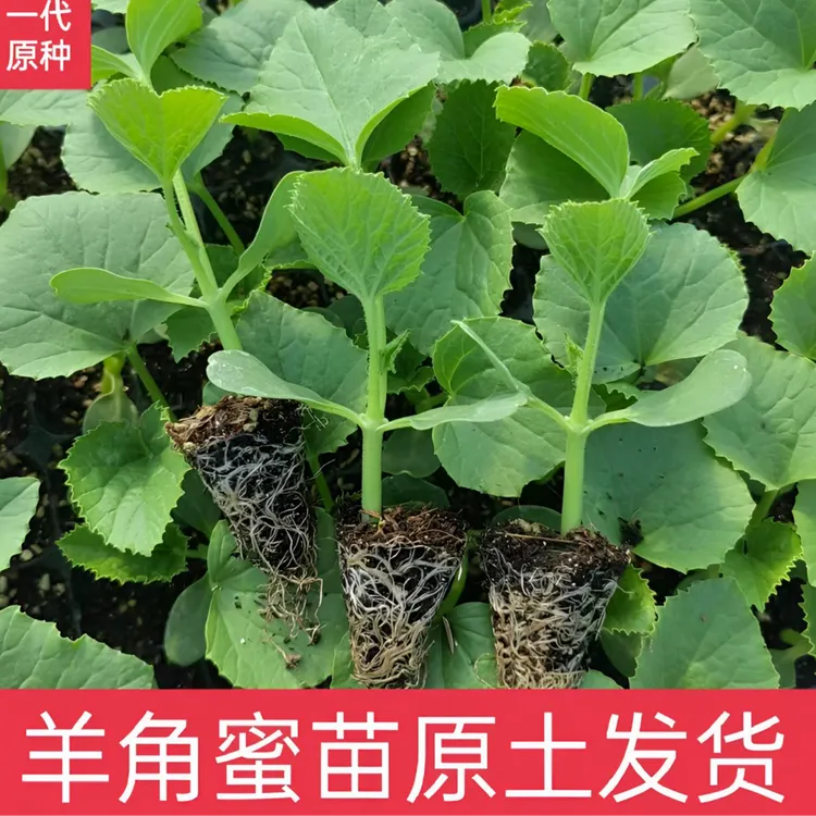 羊角蜜甜瓜秧苗超甜羊角脆酥薄皮香瓜籽农家易种春播蔬菜瓜果种苗