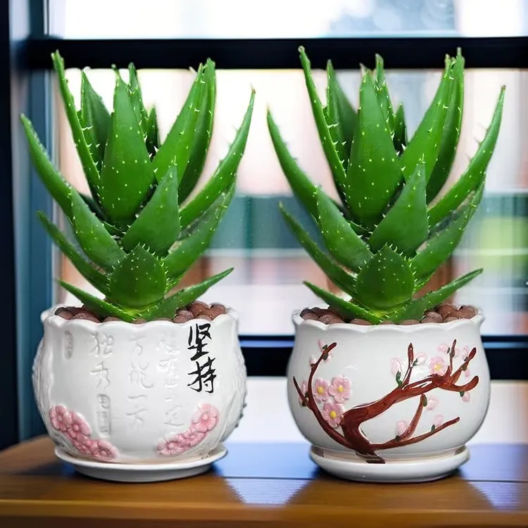 芦荟盆栽不夜城多肉植物耐旱好养净化空气适合办公室桌面室内绿植