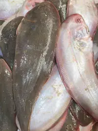 《大号细鳞比目鱼》 个大 肉厚 5条 5斤往上 天津发货