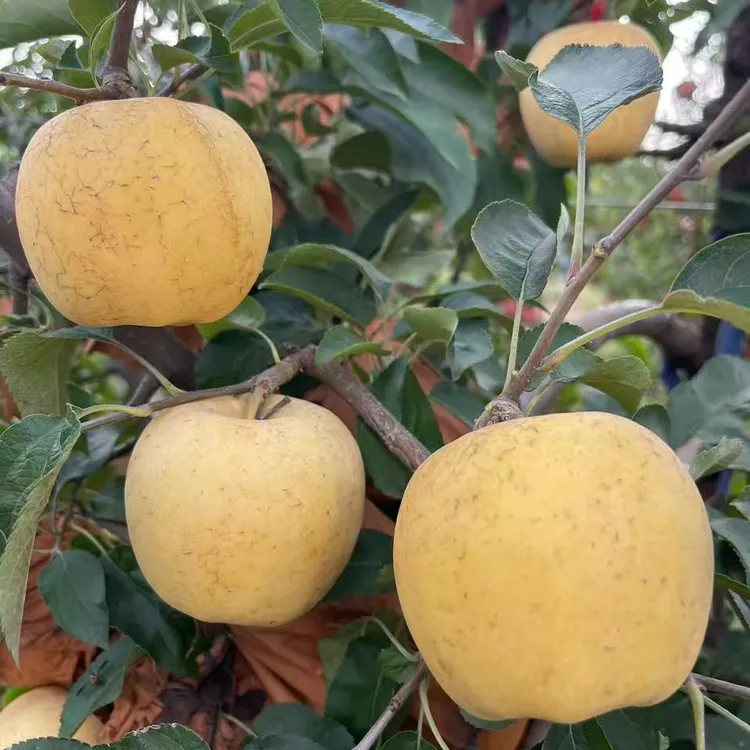 维纳斯苹果太阳斑奶油果香细腻时间甜脆浓郁冰糖心