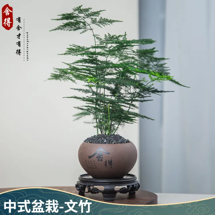 创享绿洲舍得文竹盆栽植物室内盆栽中式室内客厅迷你绿植耐阴