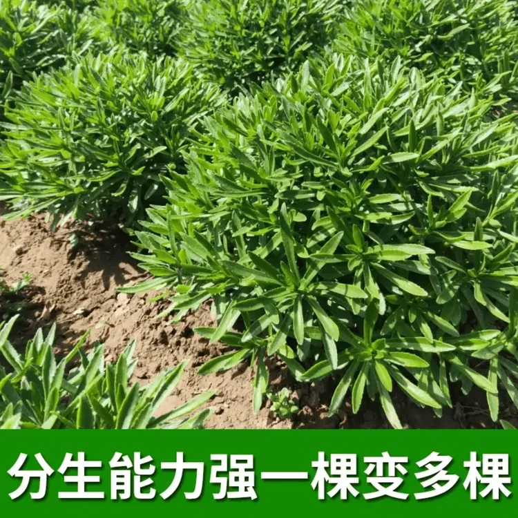 【高钙养心菜】种子阳台四季盆栽小院菜园地播植农家蔬菜种子商品图