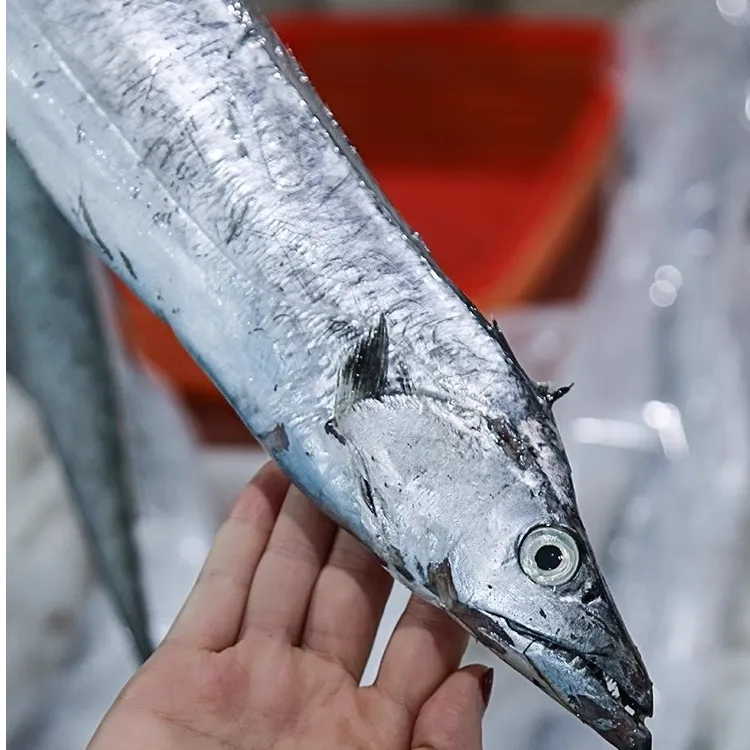 渤海湾刀鱼1--3斤以上（现称现改价鲜活）顺丰包邮带鱼新鲜带鱼新鲜