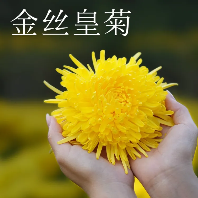 金丝皇菊一朵一杯，50克一罐