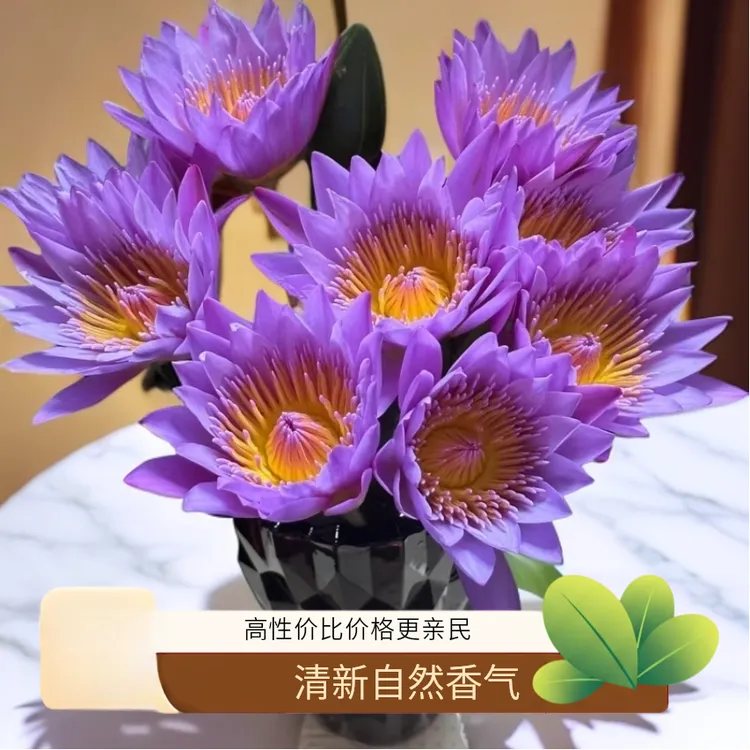 睡莲带花苞基地直发水培好养护室内插花客厅家庭装饰供佛