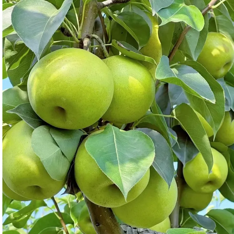 正宗百里洲砂梨新鲜薄皮水果青皮脆甜当季现摘现发翠冠梨产地直发
