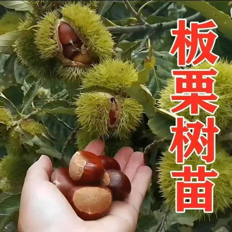 大红袍板栗树苗南方北方种植当年结果特大果树苗王中王嫁接板栗苗