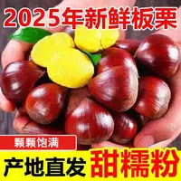大别山栗子2025年新板栗农家现摘生栗子带箱5斤装板栗香甜TT