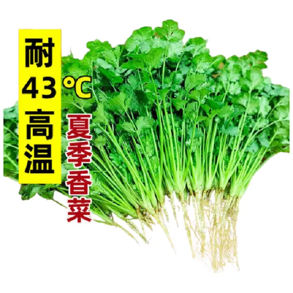 耐热香菜种籽高温夏季夏天种植的蔬菜种子四季籽种盆栽孑菜籽菜种