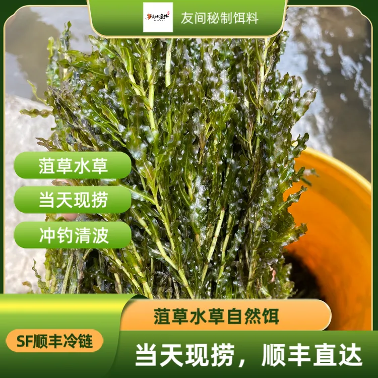 当天现捞菹草水草钓鱼清波草鱼鲫鱼鳊鱼自然饵料