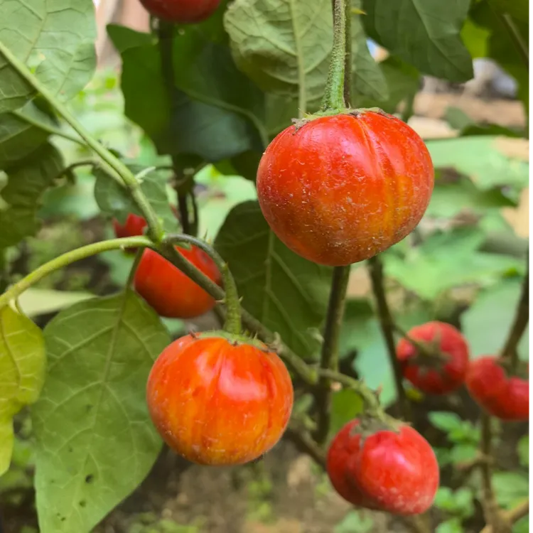 云南特色苦子果杯苗种球苦味茄子德宏特产特色蔬菜野菜四季可种