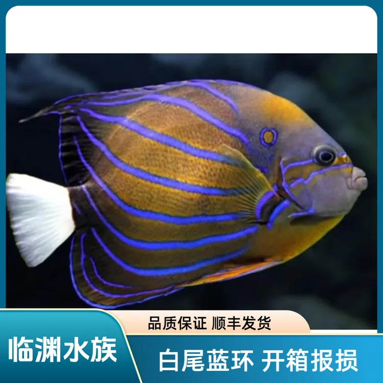 白尾蓝环 海水鱼 神仙鱼   顺丰发货 开箱报损