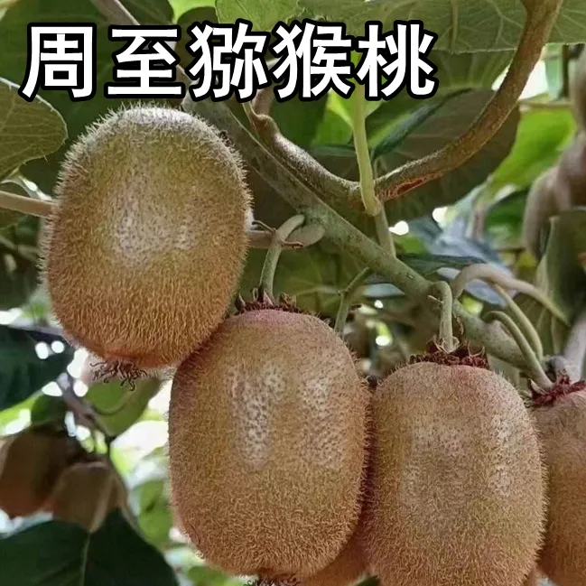周至猕猴桃树苗南北方地栽庭院盆栽种植绿心猕猴桃嫁接猕猴桃树苗