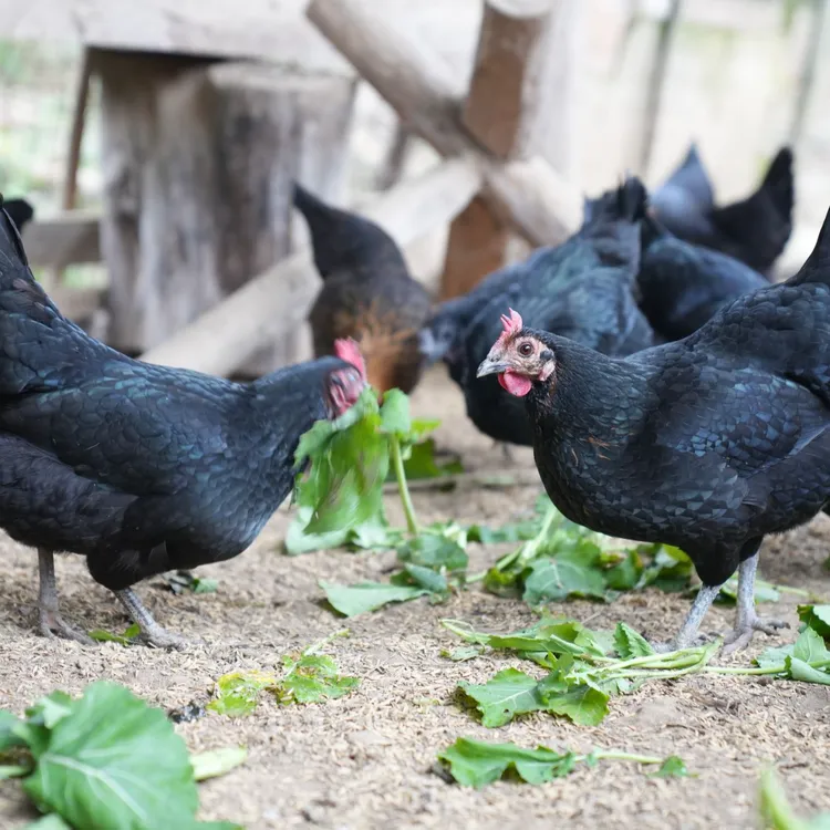 农村家养黑鸡绿皮土鸡蛋  黄壳鸡蛋也有
