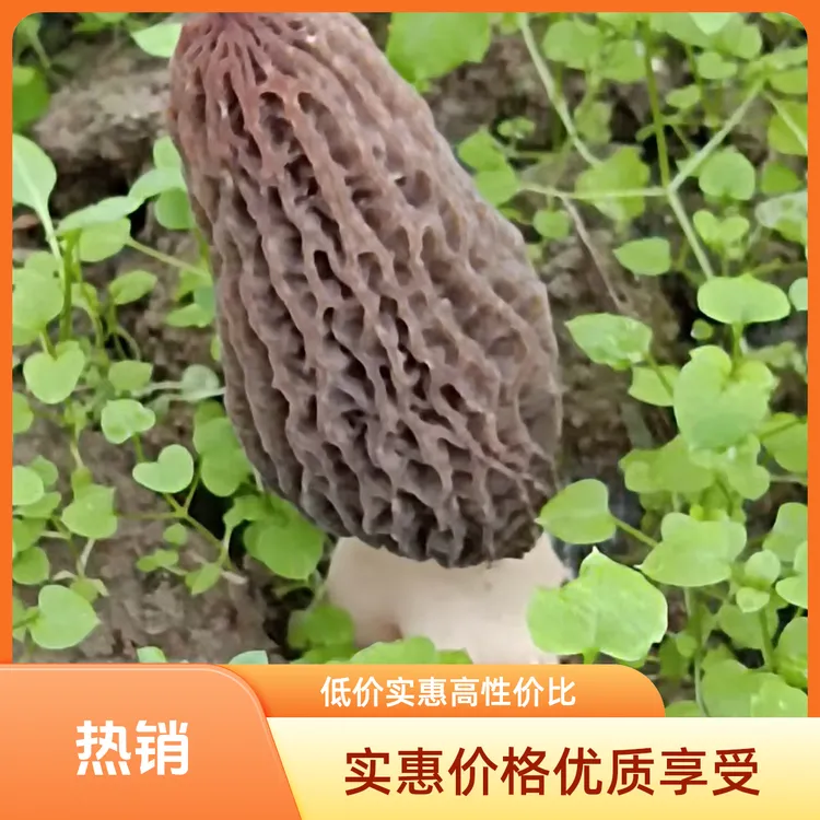 羊肚菌【1000g】新化县游家镇建丰村何家垅组新鲜七妹羊肚菌