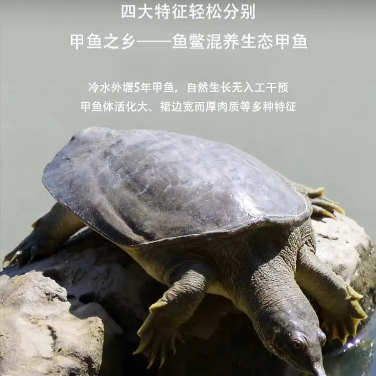 【五年以上】仿野生长纯种中华甲鱼