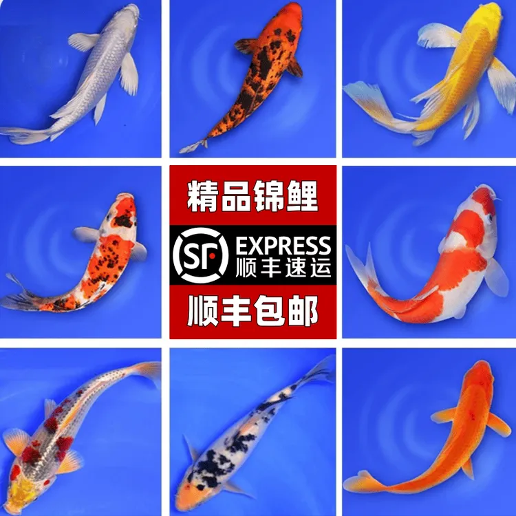 锦鲤鱼顺丰活鱼冷水淡水鱼苗观赏鱼金鱼小型好养耐活纯种红白黄金