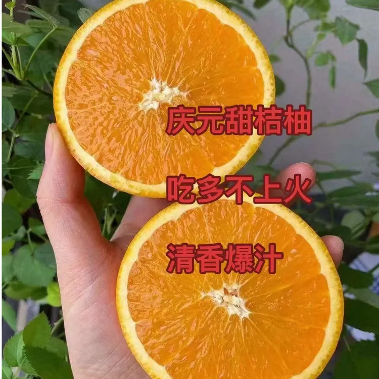 柚一樟庆元甜桔柚爆汁吃多不上火甜橘柚桔柚爆汁水果10斤包邮