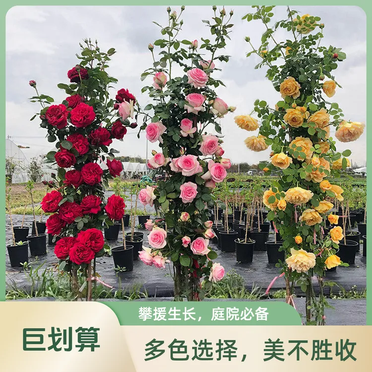 特大蔷薇花苗藤本月季爬藤植物阳台四季开花卉盆栽玫瑰浓香