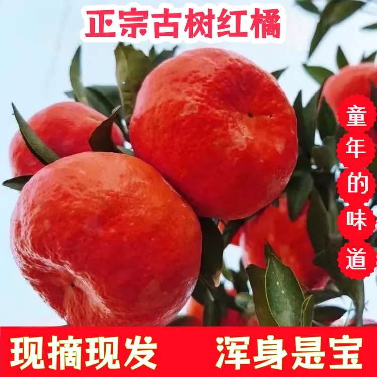 【老树古红橘】现摘现发正宗川古红桔可做优质陈皮童年味道酸甜有籽