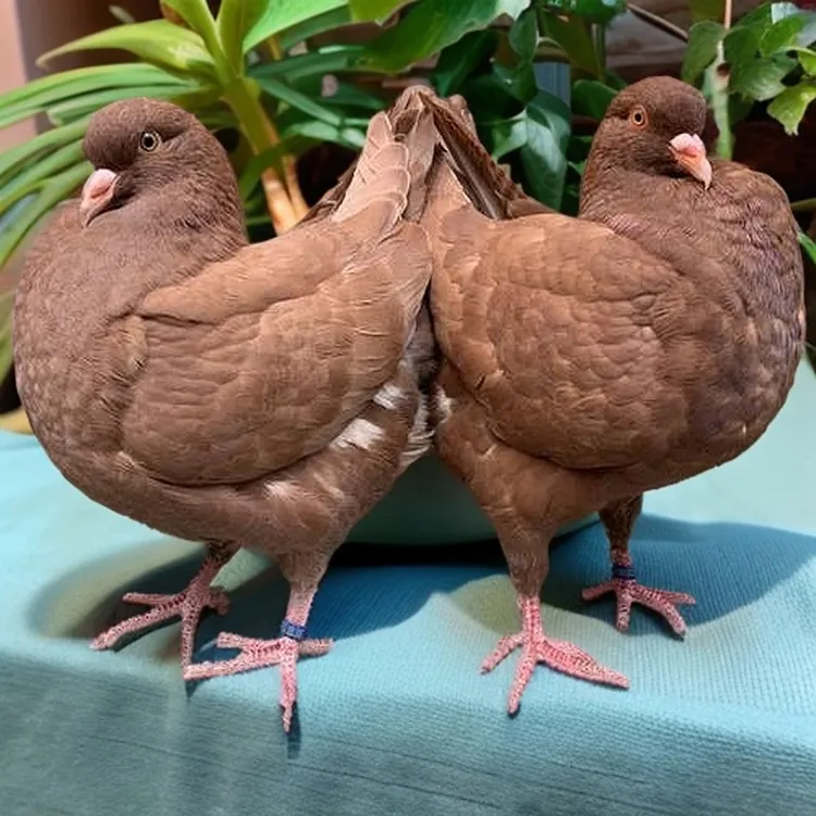 元宝鸽 生鲜 土鸽子