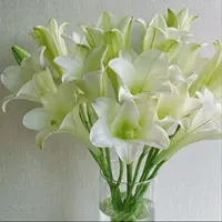 【云舍花卉】【白铁炮】单瓣百合 全场鲜花任意满两单及以上包邮发货