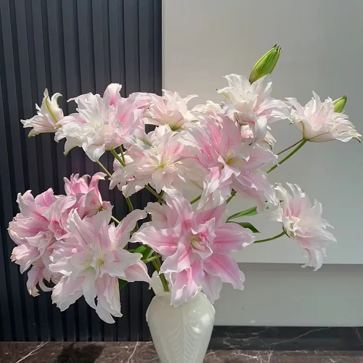 【伊莎贝拉】重瓣百合 一单包邮 云南百合基地现采现发