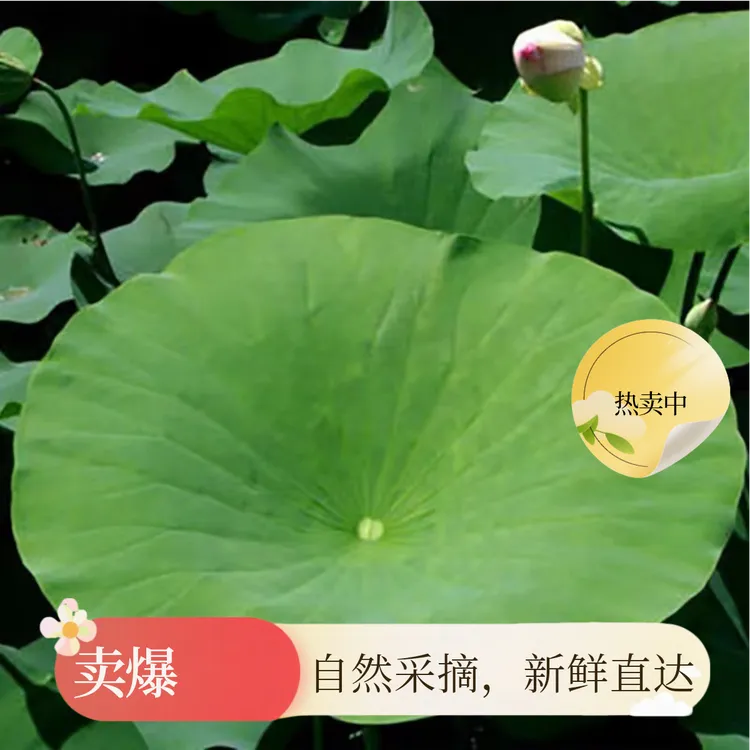江西广昌白莲之乡新鲜荷叶现摘现发整张荷叶饭荷叶鸡荷叶茶荷叶粥