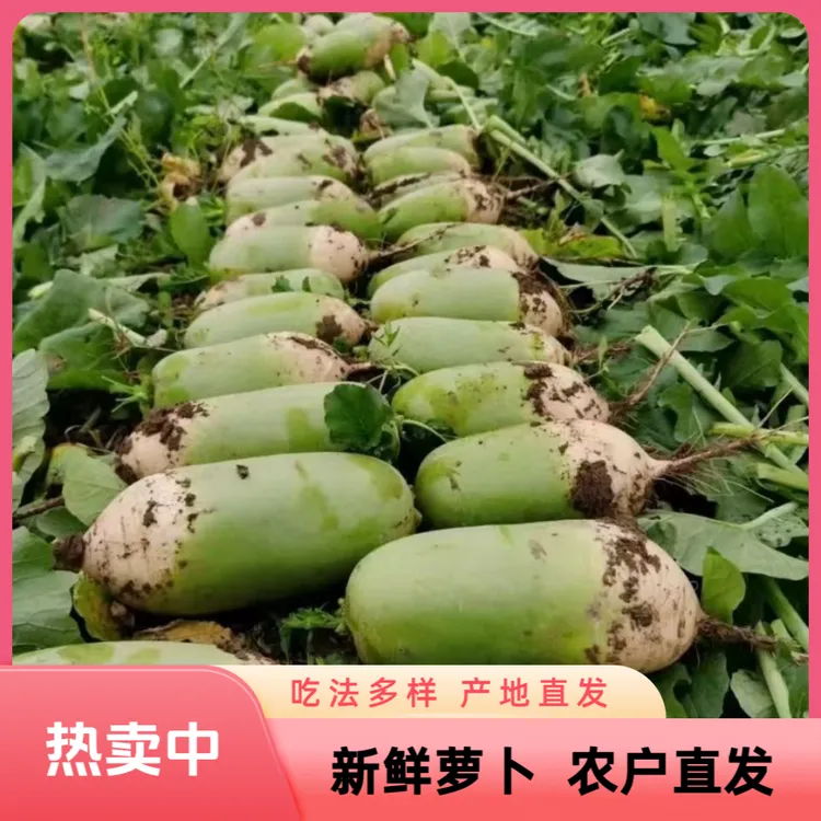【快速现发】新鲜萝卜青萝卜 露天种植绿头萝卜 生吃凉拌炸丸子等